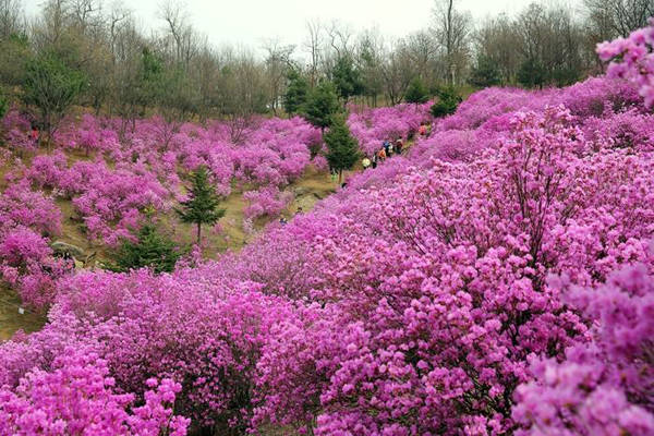 Lễ hội hoa đỗ quyên trên núi Hwangmae, Gyeongsang, đây là một ngọn núi cao 1.108 m ở tỉnh Nam Gyeongsang nằm ở phía nam Hàn Quốc. Cứ mỗi độ cuối xuân, xung quanh các đỉnh núi xuất hiện hàng nghìn khóm đỗ quyên nở rộ tô điểm sắc màu rục rỡ cho khắp cả vùng. 