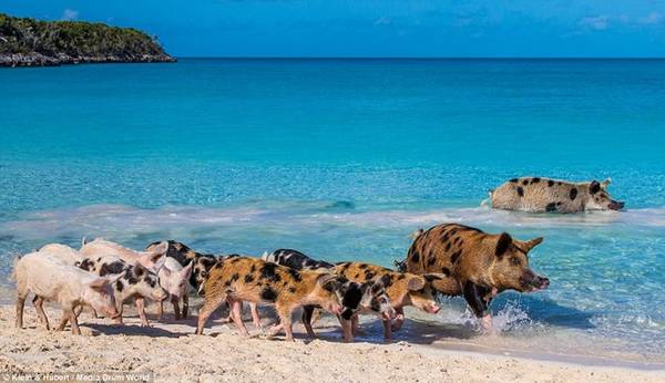 Có khoảng hơn 10 con lợn sống trên đảo. Nguồn gốc của chúng có nhiều câu chuyện khác nhau. Ảnh: Daily Mail.