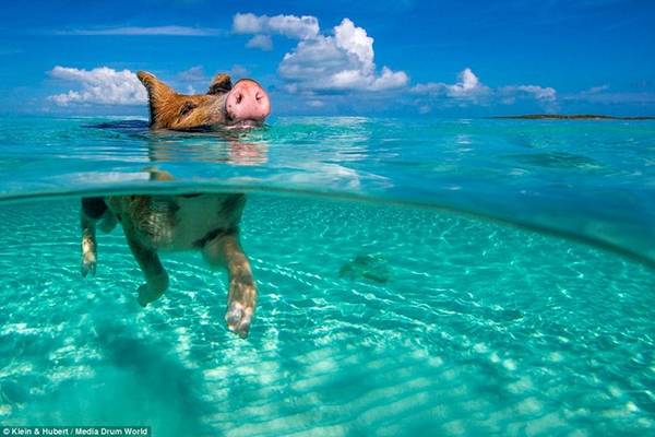 Người dân ở đảo Staniel cho biết họ đưa lợn tới đảo Big Major từ đầu những năm 1990. Gần đây, chúng đã trở thành một hiện tượng du lịch. Ảnh: Daily Mail.