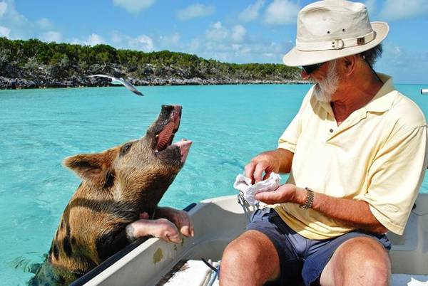 Một số con lợn đốm biết nghe lệnh “ngồi xuống” để được thưởng đồ ăn. Chúng còn bơi ra các tàu chở khách tham quan để xin ăn. Ảnh: Forbes.
