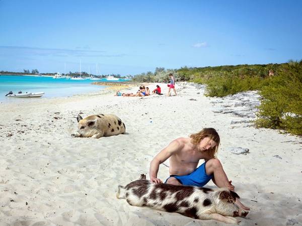 Một du khách thích thú vuốt ve chú lợn đang nằm tắm nắng trên bãi biển. Ảnh: Nytimes.