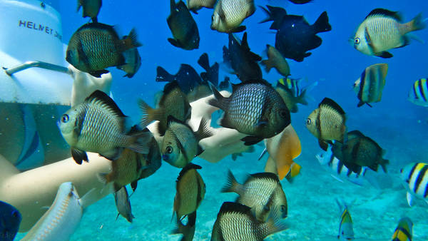 Du khách thích thú với trò Helmet Diving. Ảnh: pix-hd.com