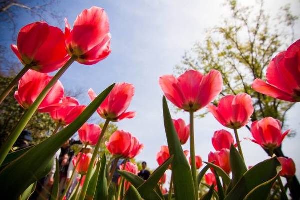 Mùa hoa tulip ở công viên Showa Kinen Koen - Ảnh: Phan An