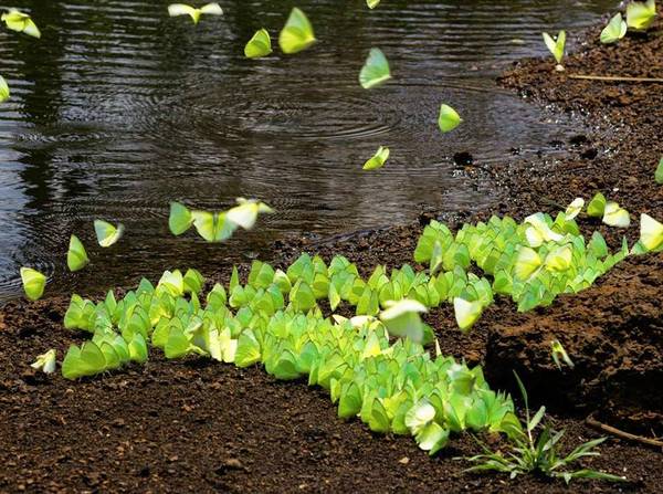 Image result for buom sau muong