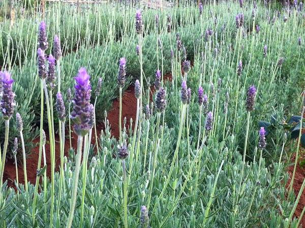 Vườn hoa oải hương hay còn gọi là lavender của gia đình anh Lê Tiến Thành nằm trong làng hoa Vạn Thành, thành phố Đà Lạt, có diện tích trồng ngoài trời lên tới 1.000 m2.