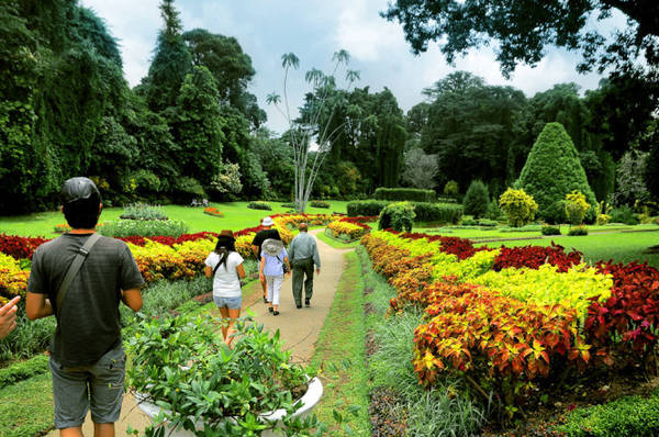 Kết quả hình ảnh cho hình ảnh Vườn thực vật Hoàng Gia Peradeniya