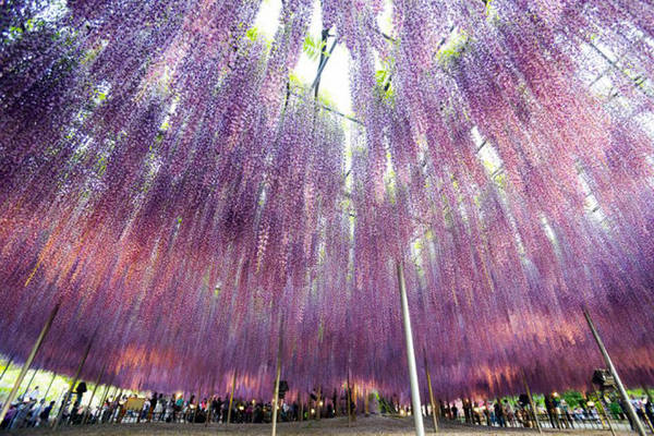  Một trong hai gốc hoa Fuji cổ thụ 150 năm tuổi công viên Ashikaga - Ảnh: An Văn