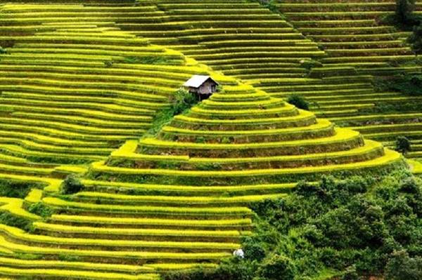Hình ảnh tuyệt đẹp này được thấy ở Việt Nam. Một túp lều của những người nông dân được dựng lên trơ trọi giữa ruộng bậc thang ở Mù Căng Chải.