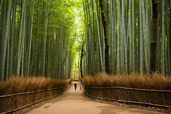 Rừng trúc Sagano, Arashiyama, Kyoto: Khu rừng với những hàng trúc cao vút, đều tăm tắp và xanh mát rượi sẽ khiến du khách có cảm giác như lạc vào thế giới cổ trang hoàn toàn lạ lẫm nhưng thư thái diệu kỳ.