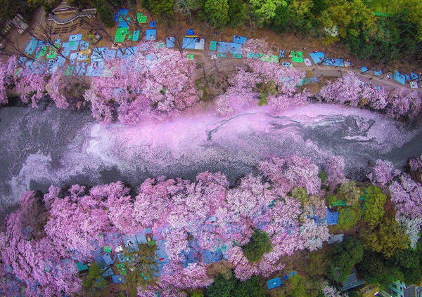 Dòng sông hoa ở Tokyo: Nhật Bản quá nổi tiếng với hoa anh đào, loài hoa xinh đẹp này chỉ nở rộ vài tuần, khoảng cuối tháng 4 đến đầu tháng 5. Nhưng ngay cả khi không đến đúng ngày, bạn vẫn có thể chứng kiến cảnh tượng lãng mạn khác là những cánh hoa rụng, phủ đầy mặt nước.