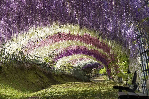 Đường hầm hoa tử đằng: Kawachi Fuji Garden nằm ở phía Bắc đảo Kyushu, nếu đi từ Fukuoka thì mất khoảng một tiếng bằng phương tiện công cộng. Nơi đây nổi tiếng với một "đường hầm" phủ kín loài hoa tử đằng wisteria thần tiên, khiến du khách đi bộ dưới tán hoa ngỡ như đang lạc vào thế giới cổ tích.