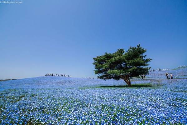 Đồi hoa xanh nước biển ở Hitachi Seaside Park: Công viên hoa nổi tiếng Hitachi nằm ở phía Đông Bắc thủ đô Tokyo là địa điểm tuyệt đẹp để bạn ghé qua vào bất cứ thời điểm nào trong năm, đẹp nhất là tầm tháng 9 khi hầu hết các loài hoa đều bung nở. Còn nếu mê đắm những cánh hoa mắt xanh baby blue eyes thì bạn nên ghé vào thời gian tháng 4-5.