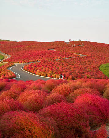 Mùa thu ở công viên Hitachi: Vẫn là công viên nổi tiếng này, nếu ghé qua vào mùa thu, bạn sẽ được chứng kiến một trong những cảnh tượng ấn tượng nhất trong cuộc đời mình khi nhiều loài hoa, cỏ cùng đổi màu, thay sắc lá ngoạn mục. Công viên nằm ở đảo Honshu, hòn đảo lớn nhất Nhật Bản, đi từ Tokyo thì mất khoảng 2 giờ, là điểm đến không thể mỹ mãn hơn cho những ai muốn chạy trốn sự ồn ảo của đô thị.