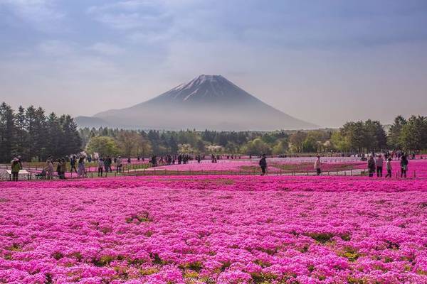 Lễ hội hoa Fuji Shibazakura: Du khách sẽ bị "đốn tim" khi chứng kiến cảnh tượng dường như chỉ xuất hiện trong tranh, với thảm rêu ngả màu hồng trải dài sặc sỡ, với hậu cảnh là núi Phú Sĩ mờ ảo trong mây. Thời gian lý tưởng để ghé qua là từ tháng 4 đến tháng 6.