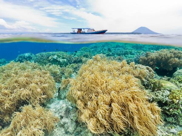 Công viên biển Bunaken, Indonesia: Với hệ sinh vật biển đa dạng cùng những rạn san hô rực rỡ, Bunaken là điểm đến lý tưởng cho những ai thích bơi lặn.