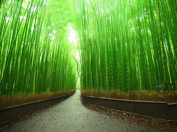 Arashiyama, Kyoto, Nhật Bản: Khu rừng xanh mướt đẹp như cổ tích này đem lại cho du khách cảm giác bình yên, tĩnh lặng.