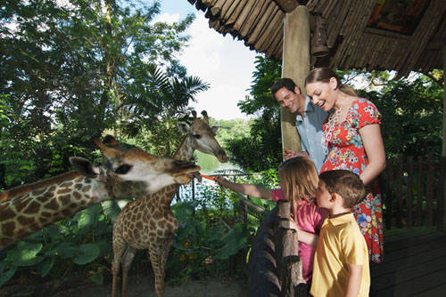 Singapore Zoo - công viên sở thú không nên bỏ qua khi đưa bé đi du lịch