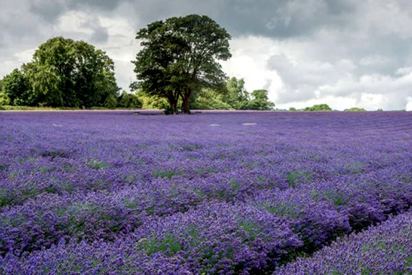 Hoa lavender tím ngắt ở Banstead, Anh.