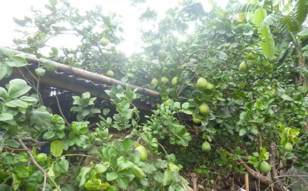 Mùa này bưởi đã gần già, bưởi đầy vườn, trĩu quả, có khi là đà trên mái nhà một người dân quê - Ảnh: N.T.Giang
