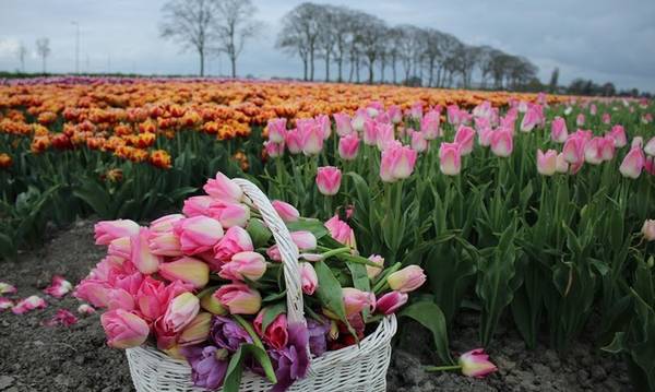 Làng Beemster ở Hà Lan nằm cách thủ đô Amsterdam 30 km về phía bắc. Đây là một làng quê thanh bình được UNESCO công nhận là nơi lấn biển đầu tiên nên đất đai rất màu mỡ phù hợp phát triển nông nghiệp như trồng hoa tulip, rau củ quả, nuôi bò sữa…