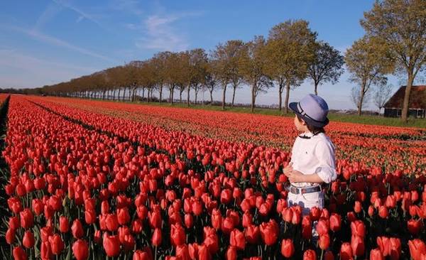 Ngoài thăm quan cánh đồng hoa tulip, du khách còn có thể chiêm ngưỡng những thắng cảnh nổi tiếng Hà Lan như cung điện Hoàng Gia, hải cảng Rotterdam, khu đồng quê Zaanse Schans...