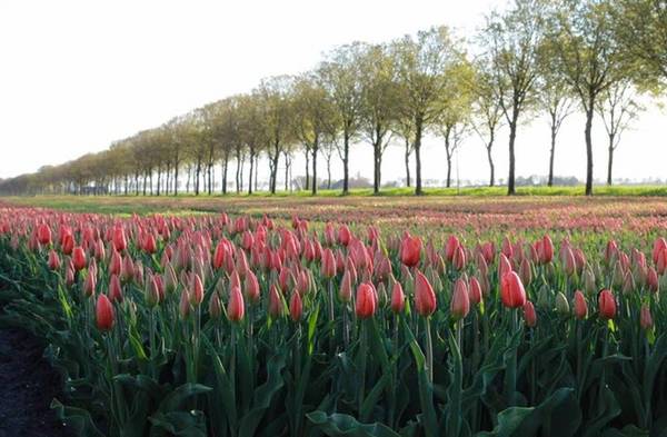 Thời điểm này, làng Beemster như được khoác lên mình tấm áo đẹp nhất, bởi các loài hoa tulip đua nhau khoe sắc với đủ màu, khiến khung cảnh càng trở nên thơ mộng.