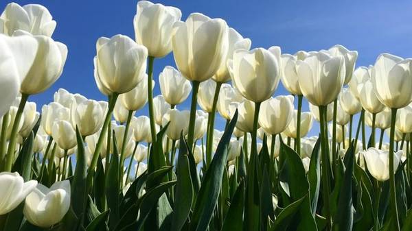 Tulip hay còn có tên khác là uất kim hương, có khoảng hơn 100 loại giống trên khắp thế giới. Hoa có bông đơn, bông kép… màu sắc đa dạng như đỏ, hồng, vàng, trắng...