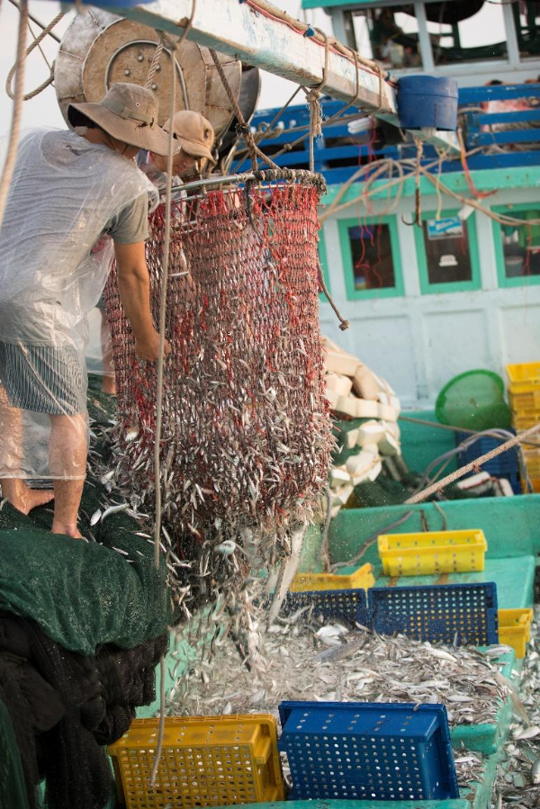 Những mẻ cá cơm lấp lánh ánh bạc là nguyên liệu chính làm nên nước mắm Phú Quốc thơm ngon đậm đà.