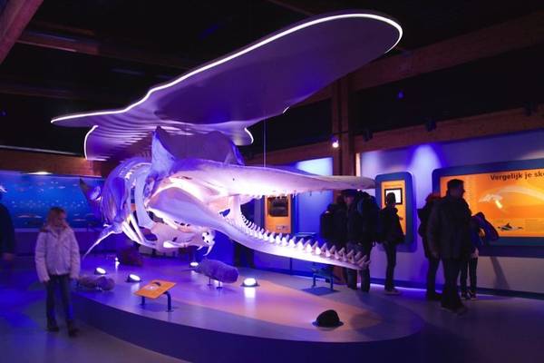 Hiện vật động vật biển ở Bảo tàng Ecomare - Ảnh: wp