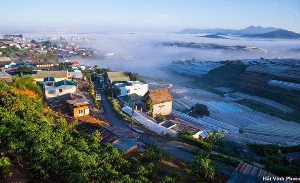 Toàn cảnh làng hoa Thái Phiên trong sương sớm.