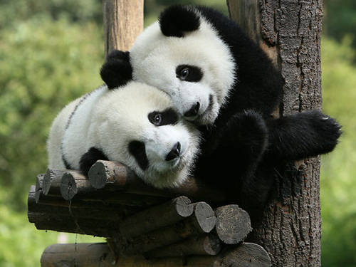 Sở thú Bắc Kinh là nơi bạn có thể chiêm ngưỡng các loại động vật quý hiếm như: gấu trúc, hổ, sư tử...
