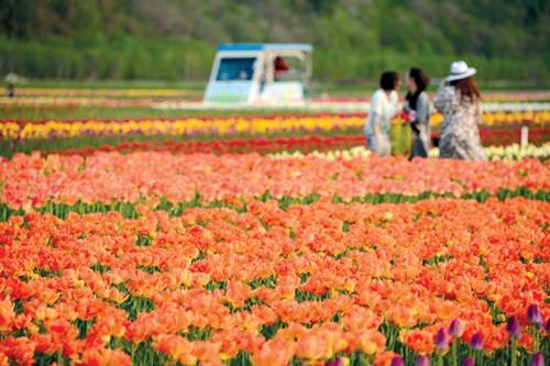 Cánh đồng tulip ở Kami Yubetsu