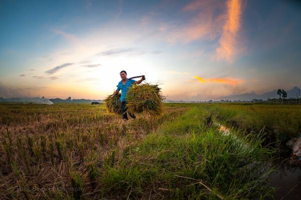 Hai năm trở lại đây, khi cơ khí hóa nông nghiệp về trên các làng quê, hình ảnh những chiếc máy gặt xuất hiện phổ biến trên các cánh đồng. Nhưng ở làng quê Tam Dương, người nông dân vẫn gặt lúa với xe bò kéo. 
