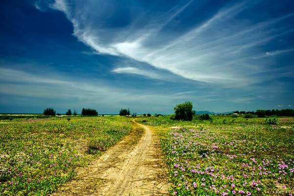 Con đường cát và thảm hoa rau muống biển - Ảnh: Cao Cát