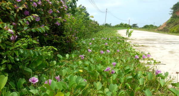 Con đường phủ đầy hoa mua và rau muống biển ở đảo Vĩnh Thực, Móng Cái - Ảnh: V.N.A.