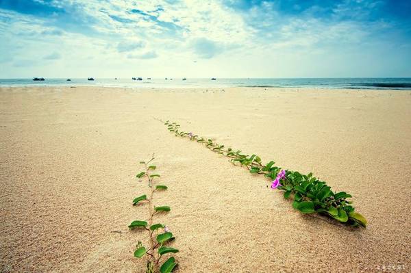 Những cây rau muống biển với ngọn vươn dài ra biển ở Phan Thiết, Bình Thuận - Ảnh: Cao Cát 