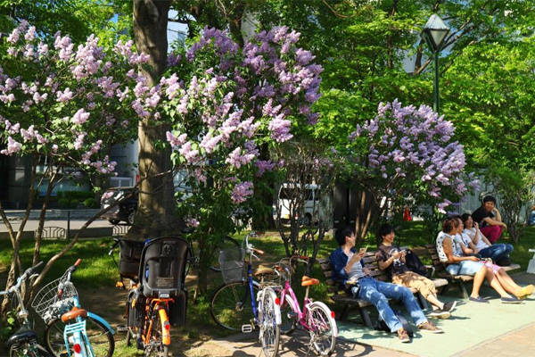 Khu vực trồng nhiều hoa nhất là Công viên Odori và Kawashimo.