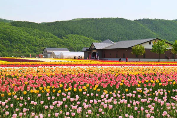 Hay trong các công viên. Công viên hoa tulip Kamiyubetsu nằm ở Yubetsu Town cách Sapporo 270 km.