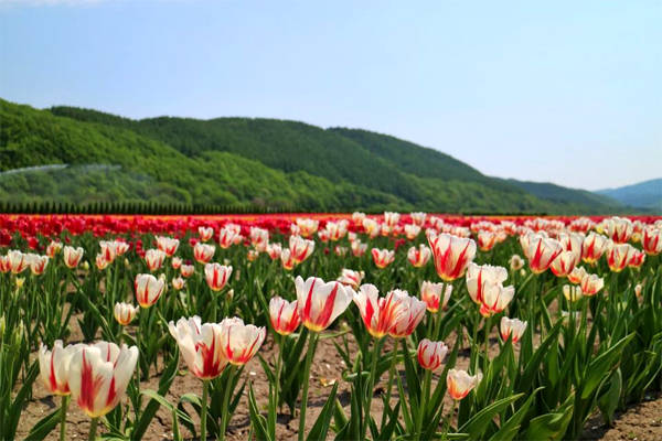 Công viên mở cửa khi mùa hoa tulip bắt đầu nở, đầu tháng 5 đến đầu tháng 6. Đây là vườn hoa tulip to nhất ở Nhật, rộng hơn 70 nghìn m2, trồng đến 200 loại hoa khác nhau.