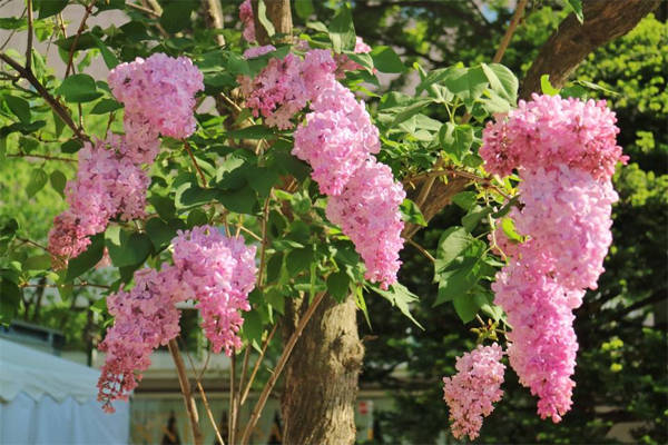 Hoa tử đinh hương (lilac) nở rất nhiều vào đầu tháng 6 ở Sapporo.