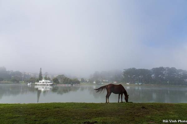 Đi bộ quanh hồ Xuân Hương vào sáng sớm là trải nghiệm rất tuyệt vời dành cho du khách. Lúc này, sương vẫn chưa tan, không gian trong lành và tinh khiết.