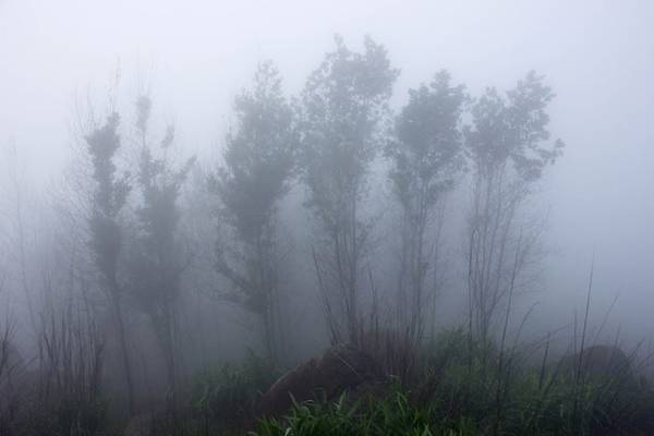R ừng tràm khúc đi lên trạm thông tin lá cây rụng hết, cộng thêm sương mù làm cho ta cảm giác đang lạc vào khu rừng hoang. Tuyệt đẹp...