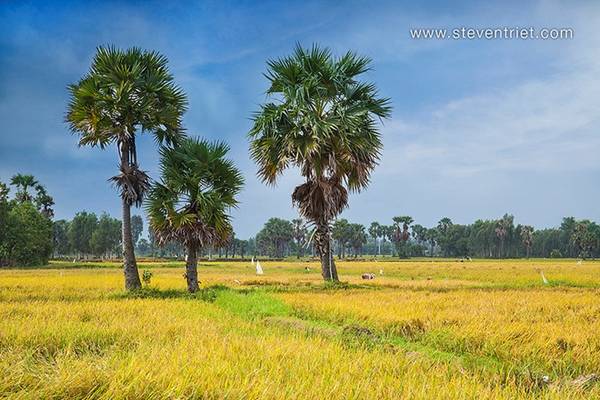 Bạn có thể dừng lại nơi có trồng nhiều cây thốt nốt, và đi sâu vào bên trong để khám phá cuộc sống và công việc thường ngày của người nông dân.