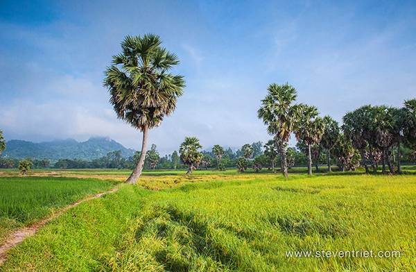 Bức tranh tương phản màu sắc tuyệt đẹp.