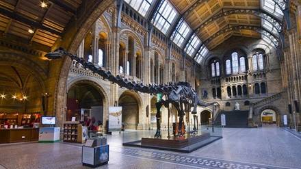 Đến thăm Bảo tàng Lịch sử Tự nhiên: Viện bảo tàng khổng lồ này trưng bày các hiện vật từ giai đoạn Victoria của nước Anh bao gồm các bộ sưu tập và tư liệu về thế giới tự nhiên. Khu vực Xanh Dương, được biết đến với việc trưng bày về khủng long, vô cùng thu hút các em nhỏ với những hóa thạch và bức tượng phục dựng khủng long T-Rex. Đối với người lớn, hãy đến với Khu vực Xanh Lá để tận hưởng những kho báu và những truyền thuyết thú vị về những bộ xương của dodo hay những phiến đá mặt trăng.