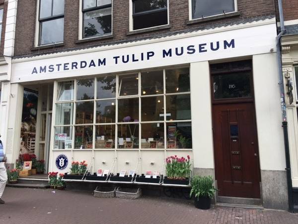 Amsterdam được coi là kinh đô của xứ sở hoa tulip. Nếu không may mắn đến thành phố vào lễ hội hoa, bạn có thể đến các cửa hàng hoa nằm giữa trung tâm thành phố là nơi luôn có hoa tulip suốt 4 mùa trong năm. 