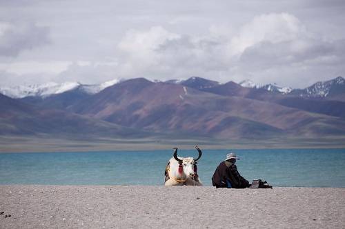 Hồ thiêng Namtso của Tây Tạng. Những con bò yak trắng thường được người dân "ăn vận" đẹp và phục vụ du khách chụp hình bên hồ nước.