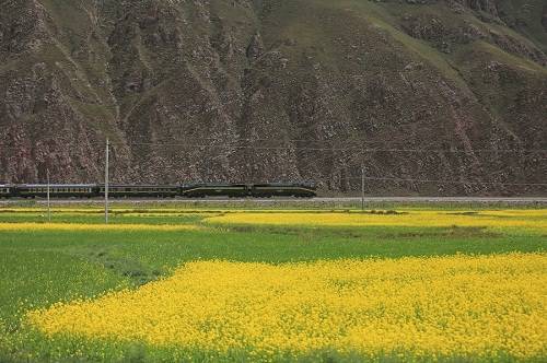 Đoàn tàu chạy từ Trung Quốc đến thủ đô Lhasa đi qua những cánh đồng cải bạt ngàn.