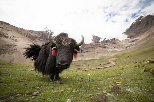 Bò yak lông đen được người Tây Tạng chăn thả trên đồi để lấy thịt, sữa, da và lông.