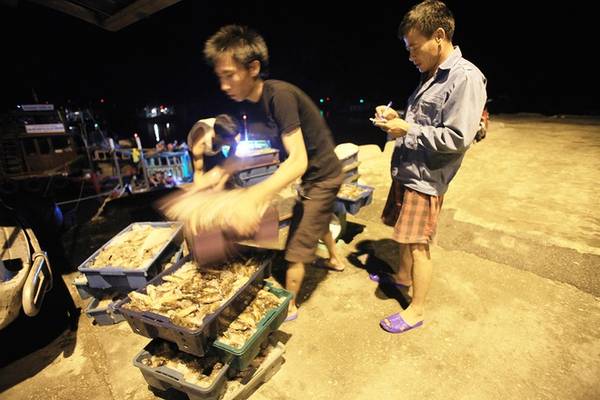Thủy hải sản sau khi mua bán xong sẽ ướp đá rồi lên đường đến các chợ đầu mối ở các tỉnh thành. 